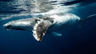 鲸鱼唱歌的奥秘：为了交流、导航、求偶和表达情感