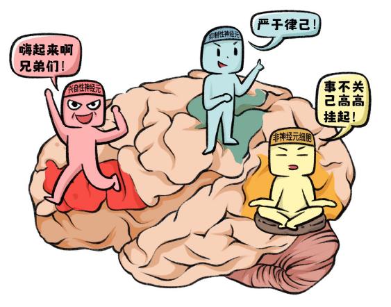 有助于理解脑细胞的构成以及脑疾病发生发展原因