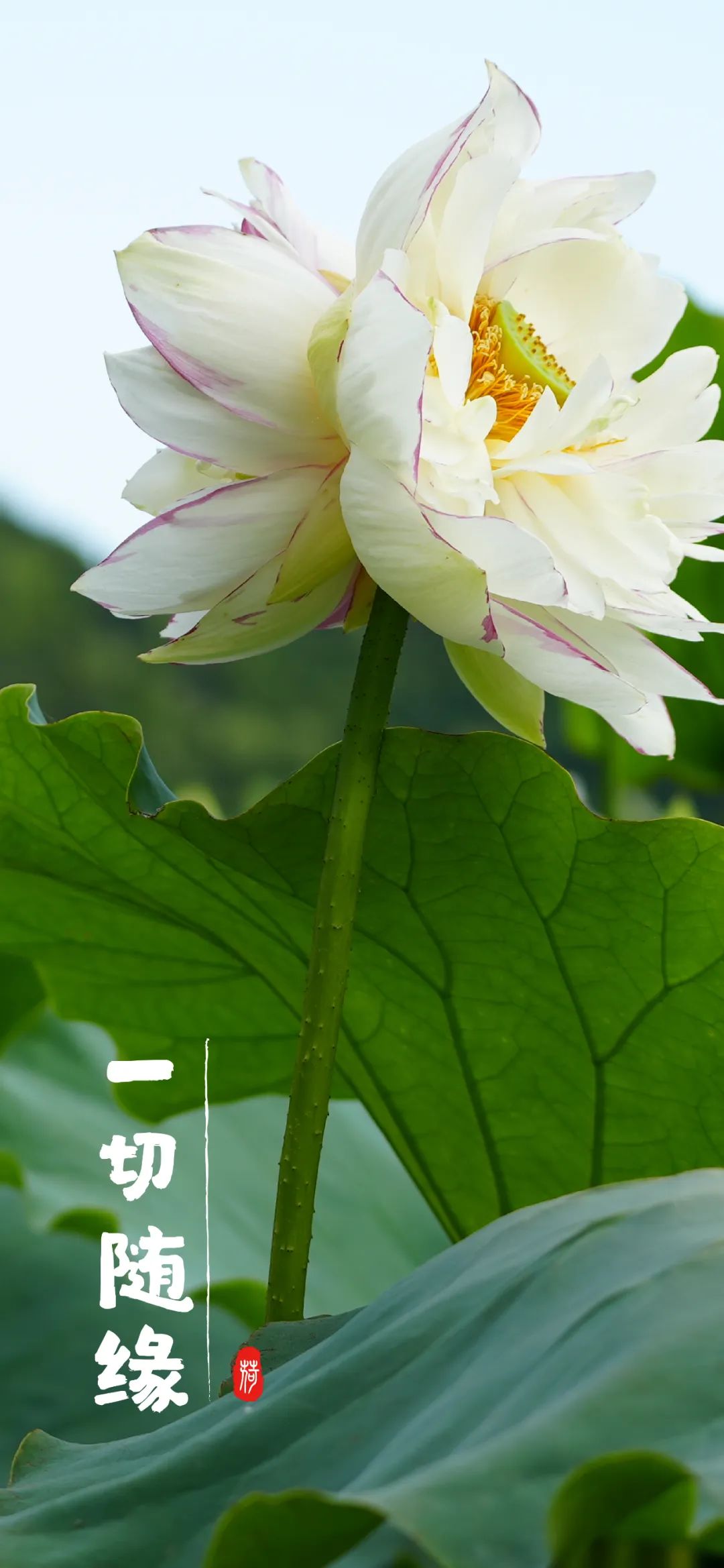 清凉云南,"荷"你相约!