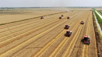 国家统计局：今年夏粮产量稳中略减，实现丰收