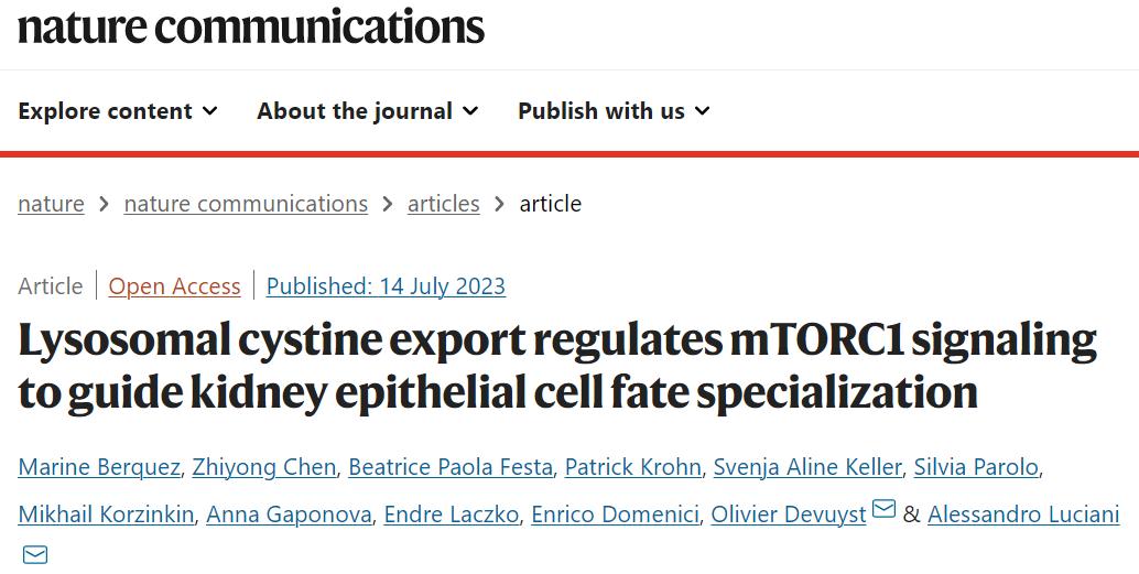 Lysosomal cystine export regulates mTORC1 signaling to guide kidney  epithelial cell fate specialization