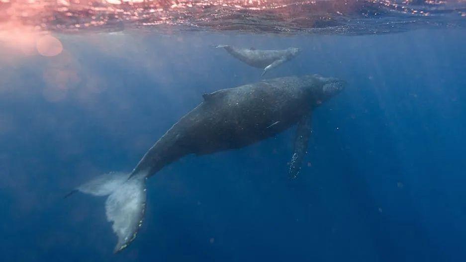 鲸鱼宝宝一天能长180斤，喝的奶水像果冻，鲸鱼如何喂奶