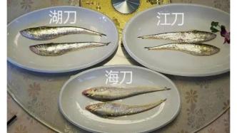 掉下的鱼鳞都堪比黄金，为啥个小刺多的刀鱼能卖到上万元一斤？