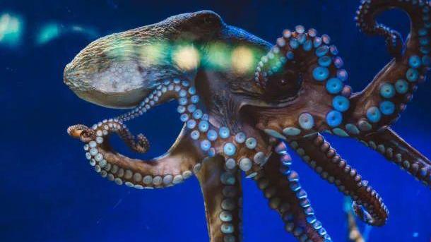 章鱼的蓝血之谜：为什么它们能在极端环境中生存？