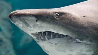 鲨鱼的牙齿：海洋中的“换牙专家”, 一星期掉颗牙