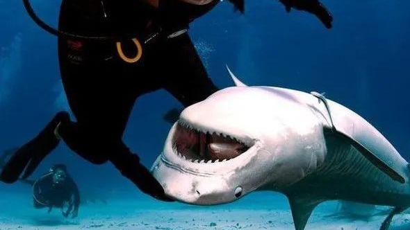 鲨鱼的“点穴术”：为什么把它们翻过来就会迷糊？