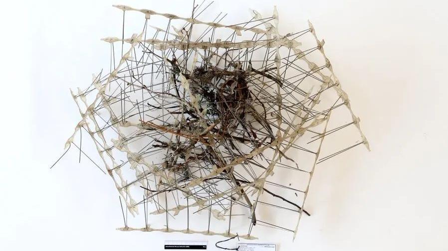 喜鹊窝对材料选择有多挑剔？为了更安全，它取下1500多根防鸟刺筑巢