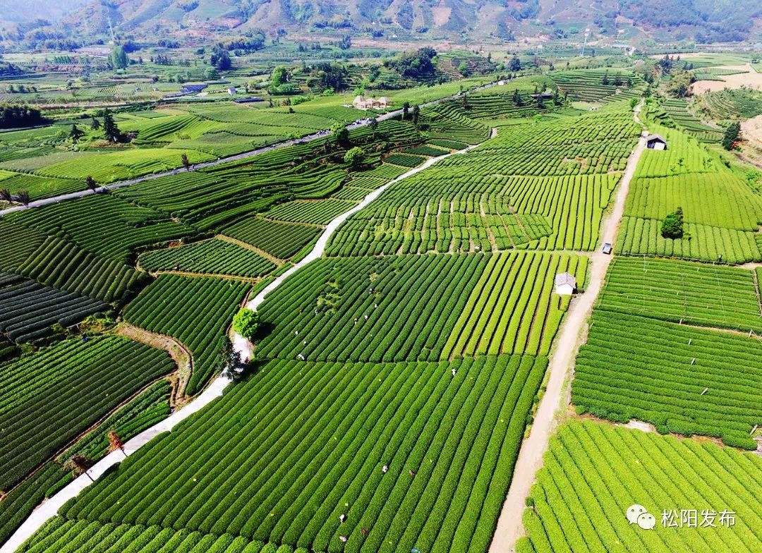 近日,松阳县出台《创建"中国有机茶乡"扶持办法》.