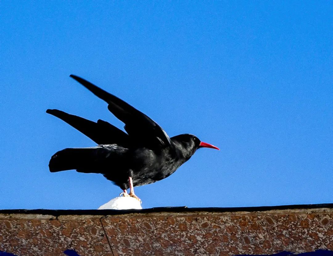 【遇见乡城】红嘴山鸦