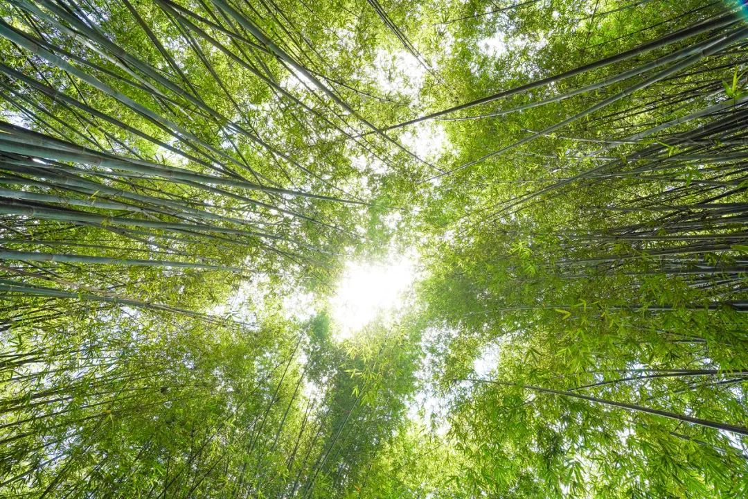 大博观"广宁有108万亩的竹林年产40多万吨竹子拥有全中国最大的竹海