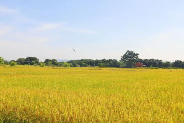 悠游三水 | 稻田丰收季!来三水,看田园诗画