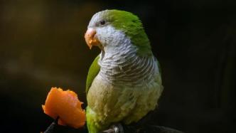 鹦鹉的智力究竟有多高？它们能和人类对话吗？