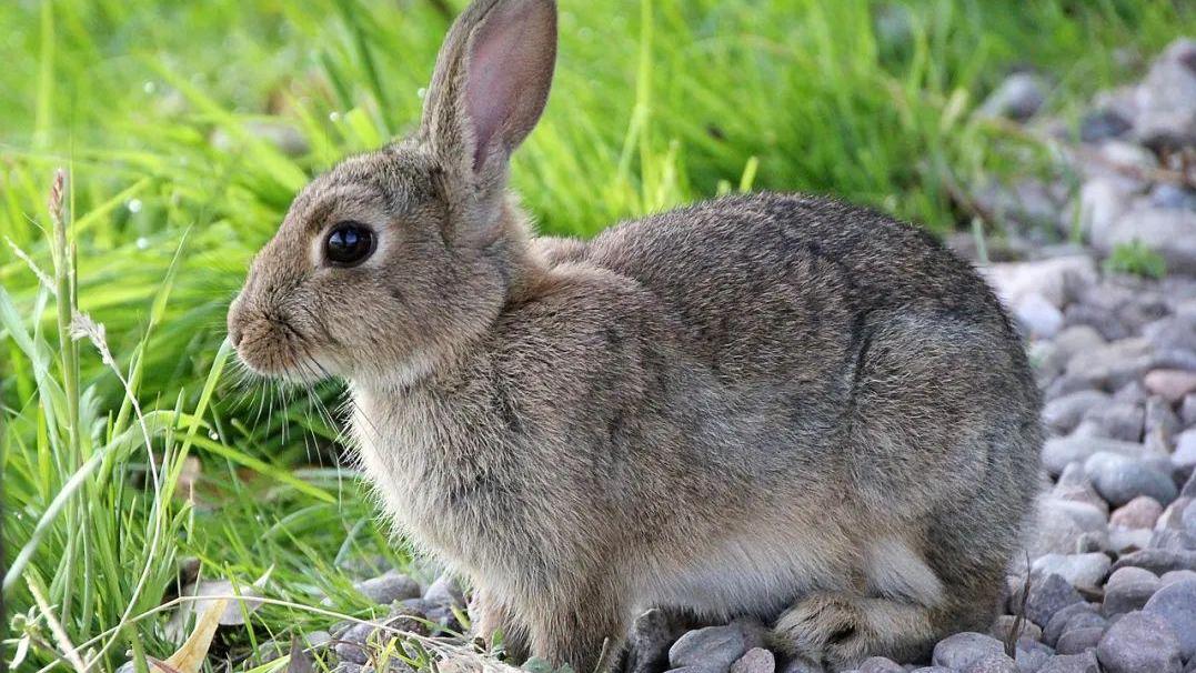 兔子80%的便便都被自己吃掉了？兔子为什么吃自己的便便？