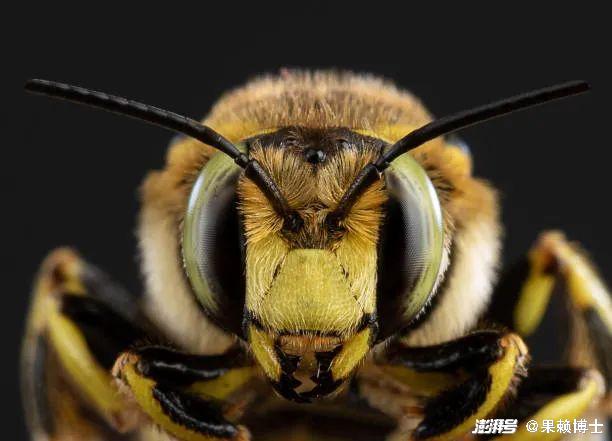 为什么蜜蜂眼睛上面也会长毛？既能保护眼睛，又能增强感知