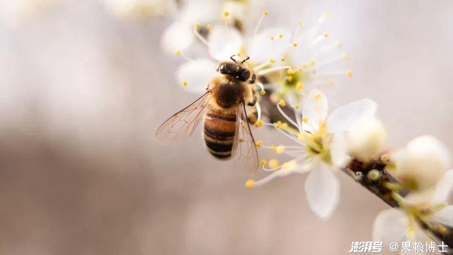 为什么蜜蜂眼睛上面也会长毛？既能保护眼睛，又能增强感知