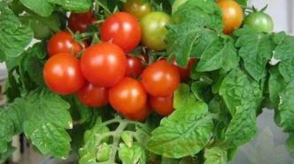 史上最详细番茄盆栽种植攻略，让你种出完美番茄