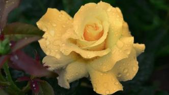 黄玫瑰适合送什么人？揭秘这朵花的神秘含义
