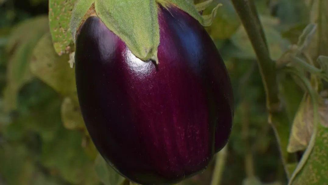 你不知道的茄子浇水秘诀，让你的茄子长得又大又紫