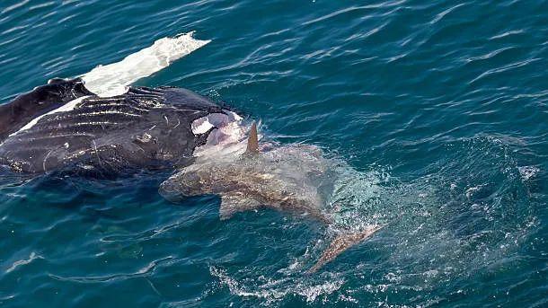 为什么死鲸是鲨鱼的最爱？揭秘海洋中的“鲸落”现象