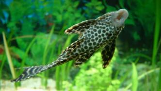 清道夫魚(yú)：水族箱的清潔工，還是入侵物種？它們有沒(méi)有天敵？