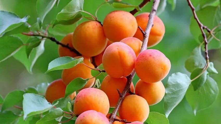 院子里种杏树，不仅美观还能延年益寿？揭秘杏树的风水禁忌