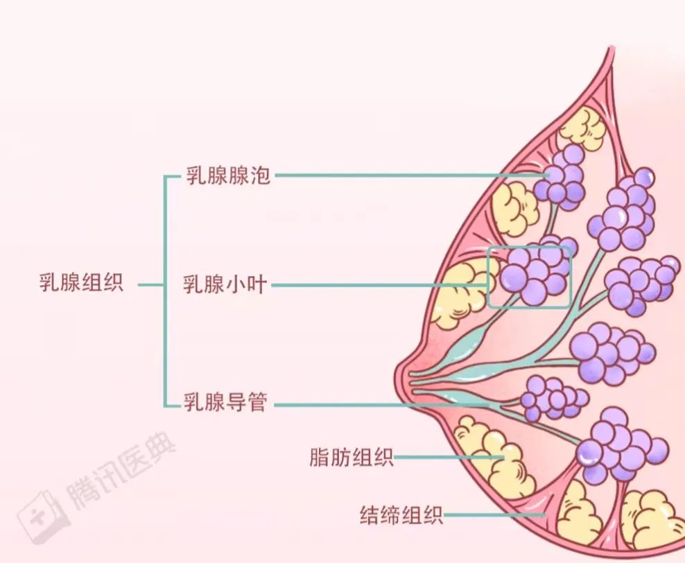 乳腺增生图片图片库图片