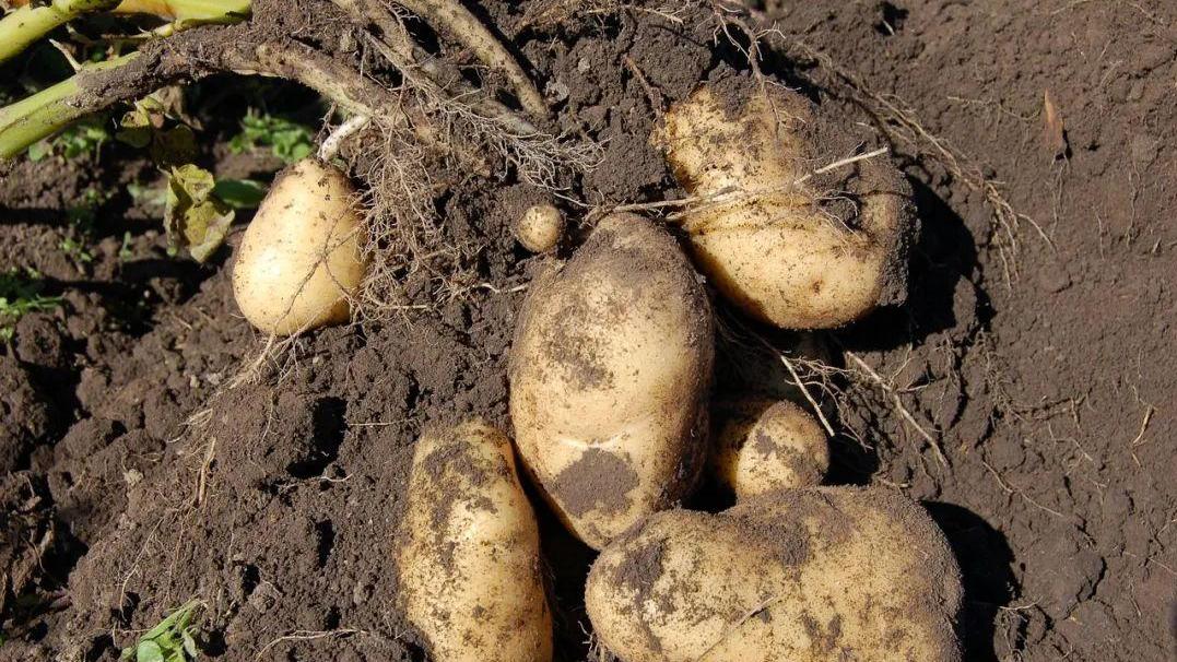 土豆深种浅种，你知道哪个更好吗？