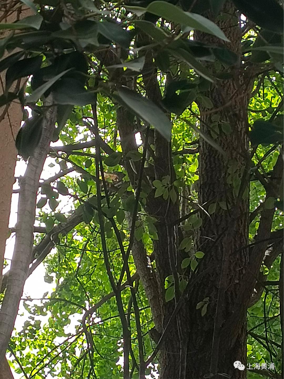 文明一线牵|台风天里安全巡查,及时消除折枝隐患_澎湃号·政务_澎湃新闻-The Paper