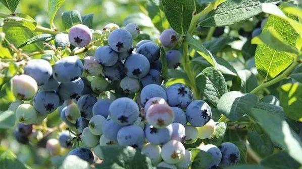 蓝莓树为什么容易死？这些原因和解决办法你必须知道
