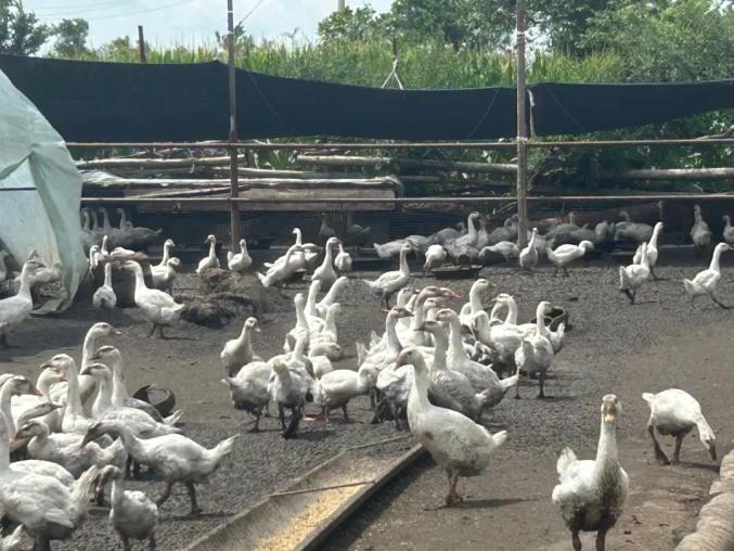 七星河乡:大鹅养殖助振兴   "唱"响致富"向天歌"