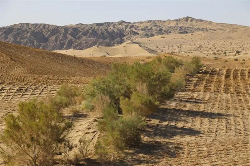 共投资6000万元,在伊塘湖连片定植栽种以胡杨为主的防风林带4000亩