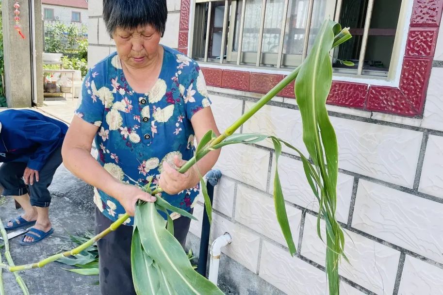 好吃又实用的芦粟!夏日一口清甜,你吃过了吗?