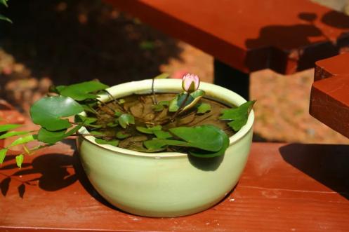 古猗园小小惹人爱的迷你睡莲