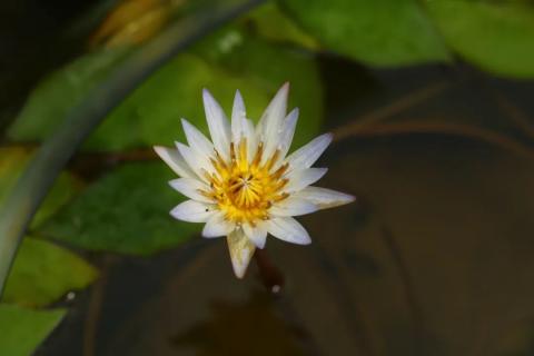 古猗园小小惹人爱的迷你睡莲