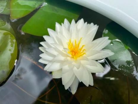 古猗园小小惹人爱的迷你睡莲