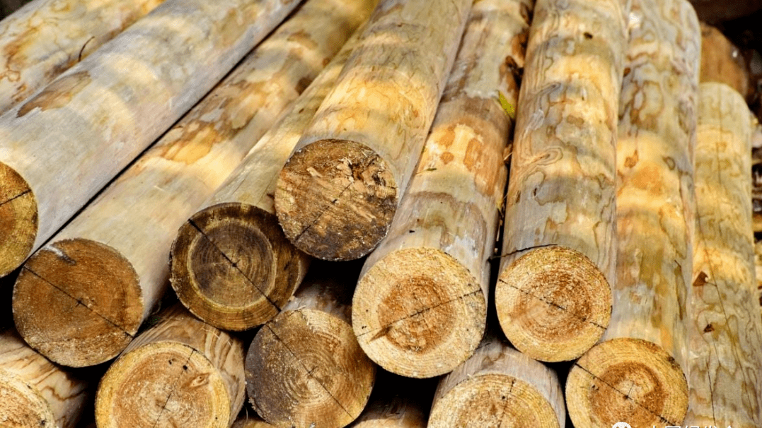 泰国新规：禁止出口大红酸枝，强化木材贸易管控 | 绿会全球环境治理讯