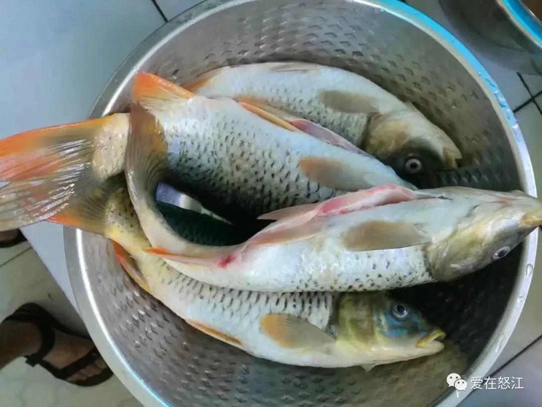 国际生物多样性日｜调查发现：怒江中下游发现特有鱼类新分布区_四川在线