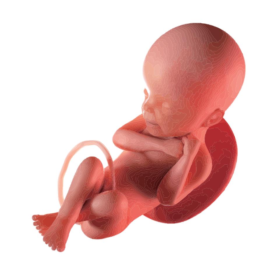 胎动的信号,孕期胎动知多少?_澎湃号·湃客_澎湃新闻-the paper