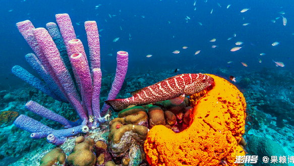 海绵是植物吗？科学家解密：海绵是地球上最原始的多细胞动物