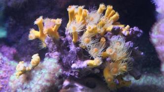 珊瑚不是石头，不是植物，而是一种神奇的海洋动物