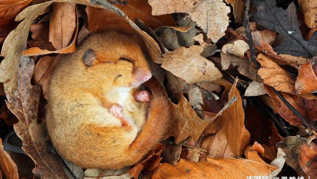 冬眠的奥秘：为什么有些动物要睡一个冬天？