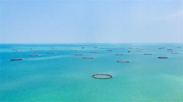 剑指全国现代化海洋牧场示范市,湛江发布"十大行动"挺向深海_澎湃号
