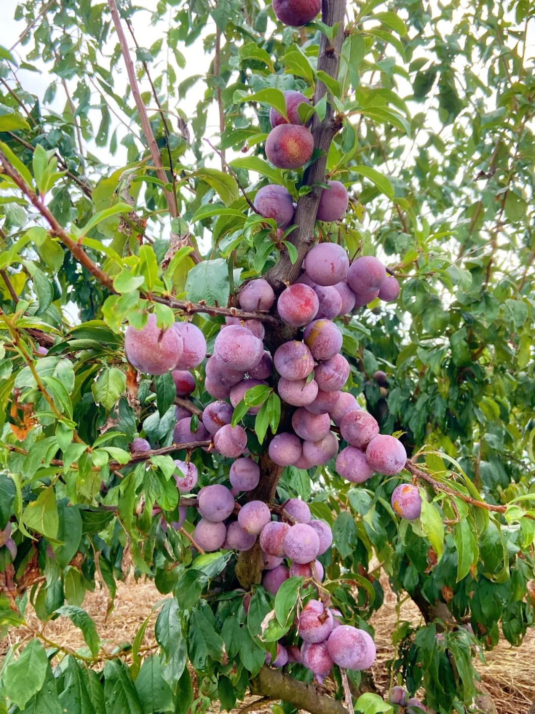 【黔进先锋 贵在行动】平坝区羊昌乡:800余亩李子进入成熟期 采摘正