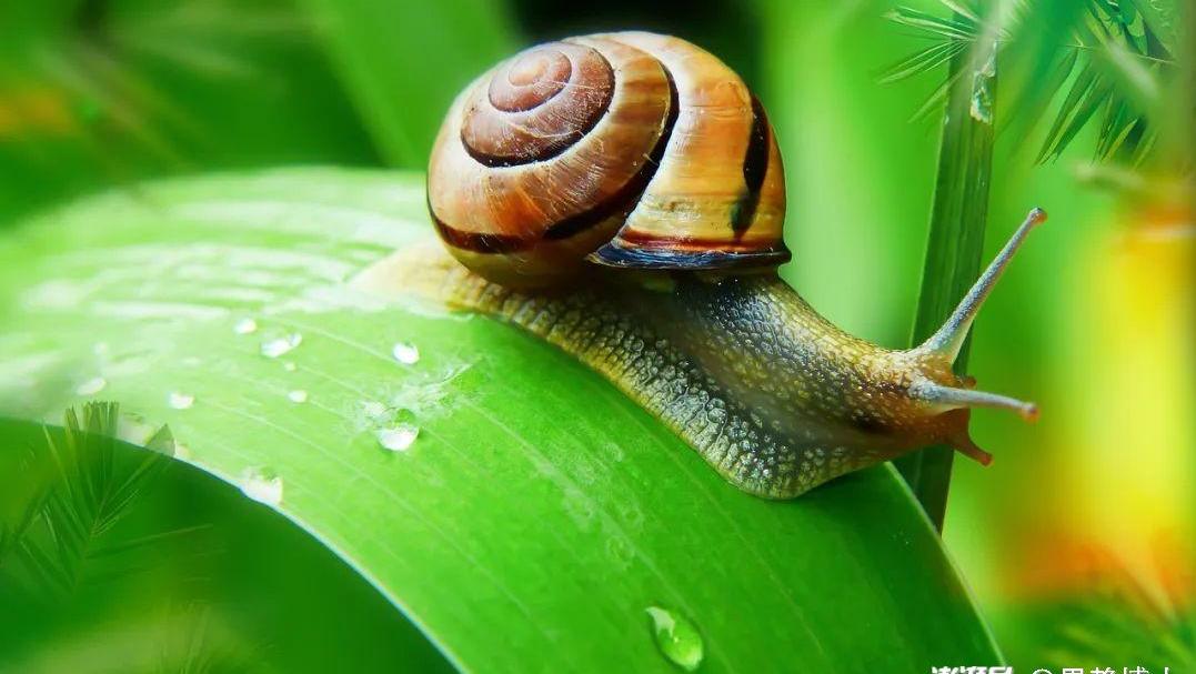 蜗牛爬过的地方为什么会留下“足迹”？