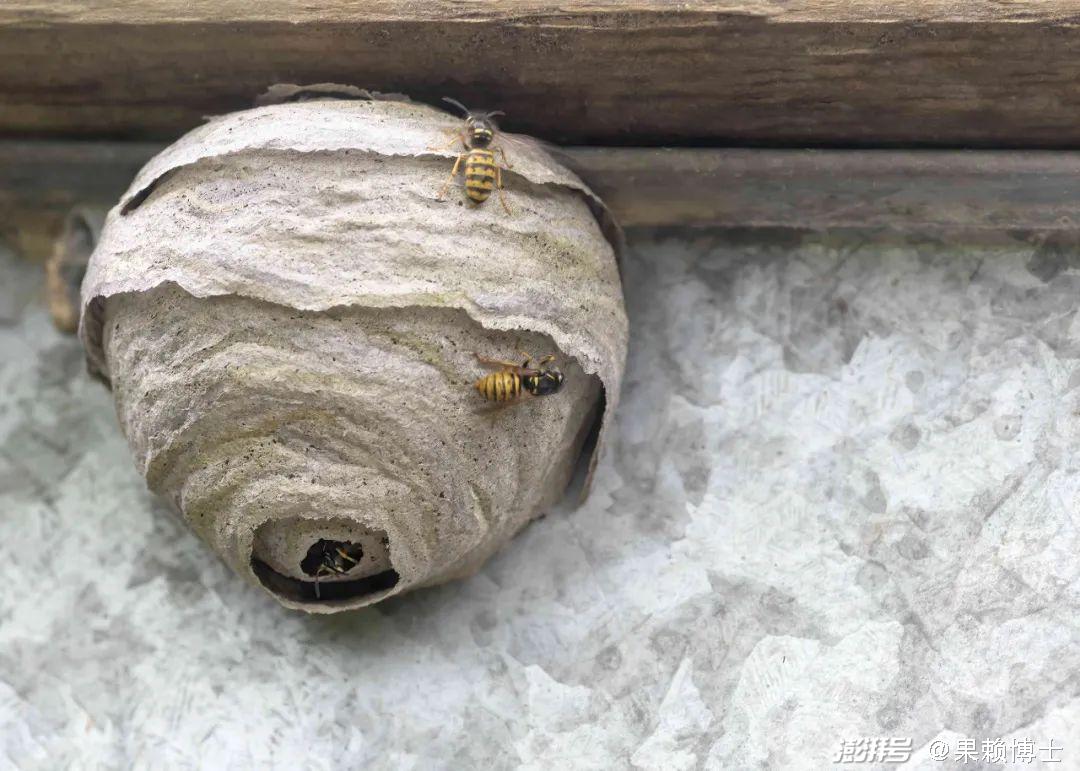 What Type of Bee's or Nests do we have? - Select Exterminating