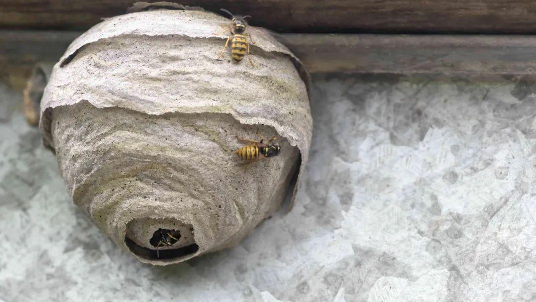 马蜂窝为什么不能捅？马蜂是如何围攻入侵者的？