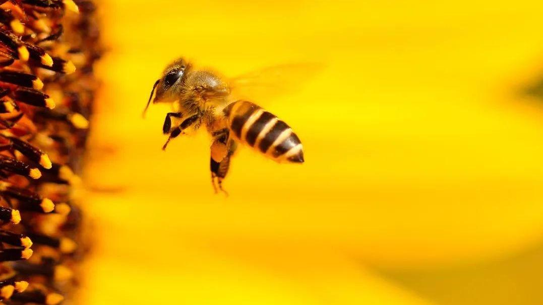 为什么蜜蜂蜇了人自己却会死掉？
