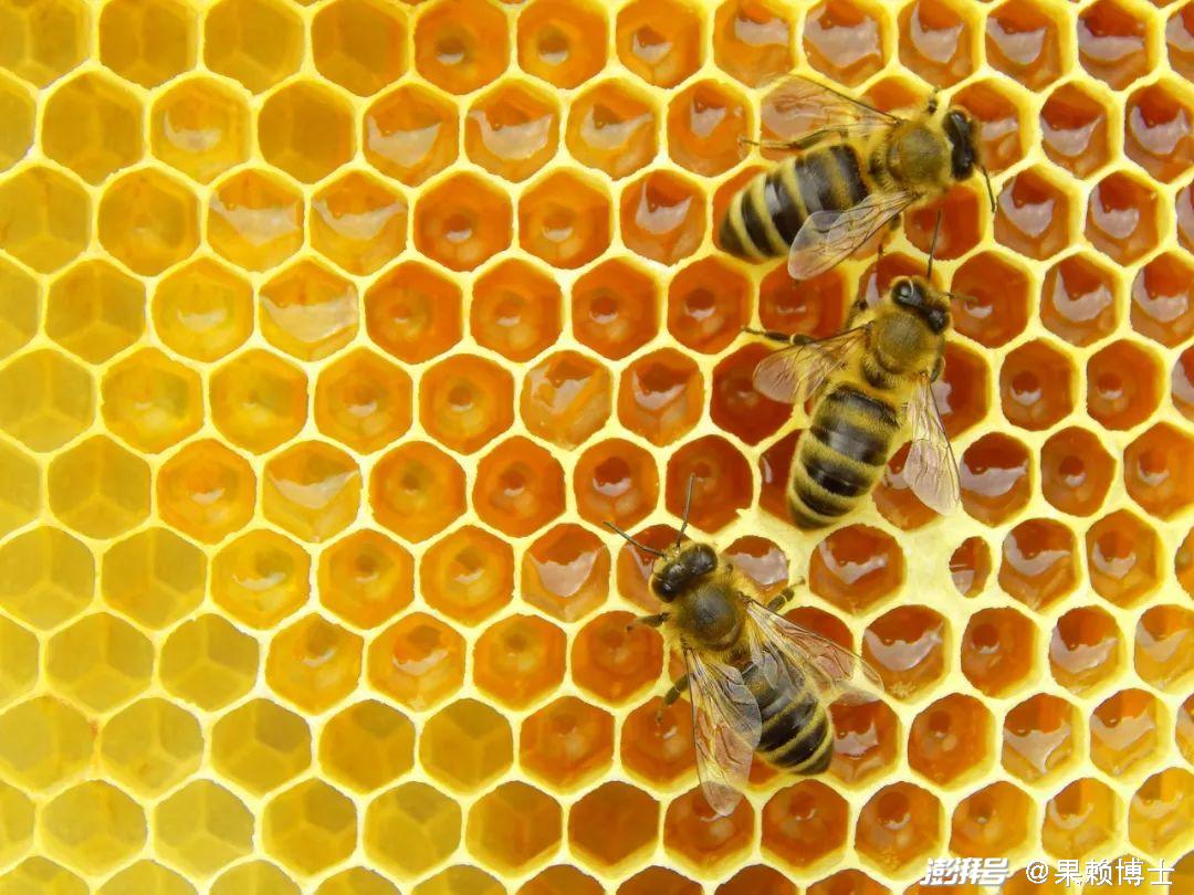 蜜蜂的蜂巢为什么是六边形？揭秘昆虫界的“天才建筑师”