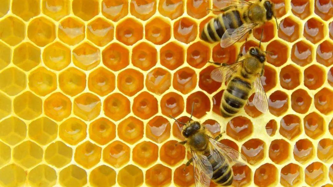 蜜蜂的蜂巢为什么是六边形？揭秘昆虫界的“天才建筑师”