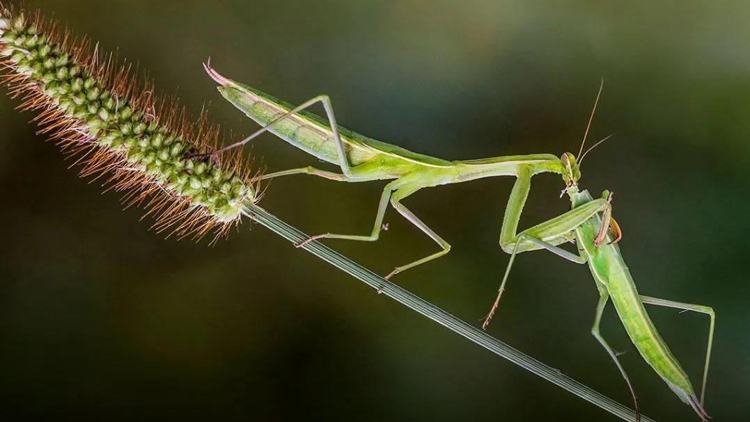 螳螂夫妻的悲惨爱情：为什么雌螳螂要吃掉雄螳螂？